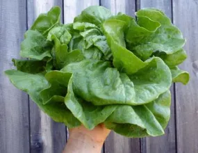 Anuenue Batavian Lettuce